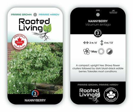 Viburnum lentago - Nannyberry [Native] 1 gal