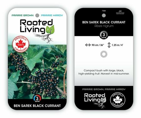 Ribes nigrum - 'Ben Sarek'  Black Currant 1 gal
