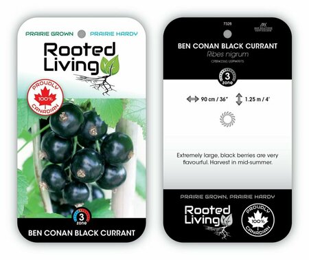 Ribes nigrum- 'Ben Conan' Black Currant 1 gal