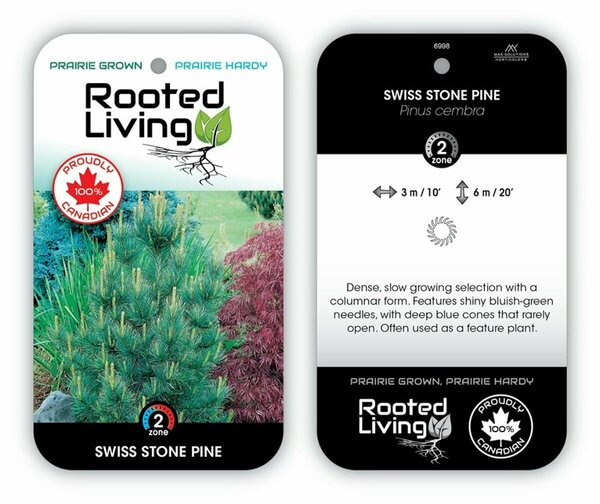 Pinus cembra - Swiss Stone Pine 1 gal