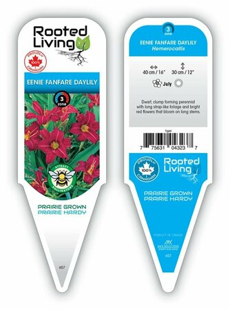 Hemerocallis - 'Eenie Fanfare' Daylily [Rd] 2 gal outdoor