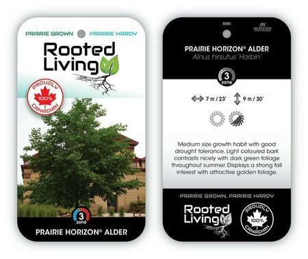 Alnus hirsuta 'Harbin' - 'Prairie Horizon' Manchurian Alder 10 gal - image 1
