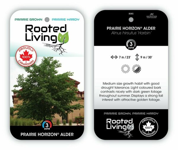 Alnus hirsuta 'Harbin' - 'Prairie Horizon' Manchurian Alder 10 gal - image 1