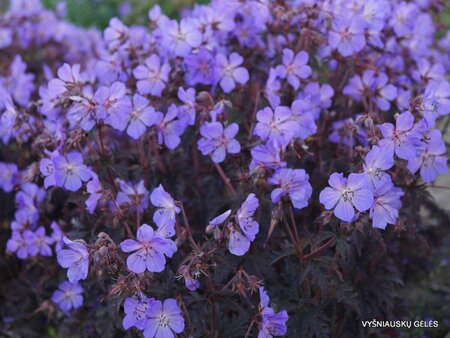 Geranium pra. - 'Dark Reiter' Cranesbill 1 gal outdoor