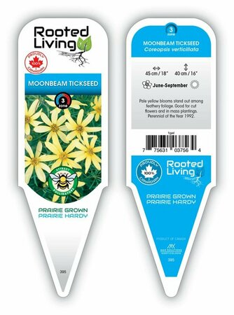 Coreopsis vert. - 'Moonbeam' Tickseed 1 gal outdoor