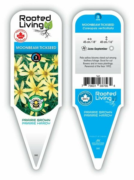 Coreopsis vert. - 'Moonbeam' Tickseed 1 gal outdoor