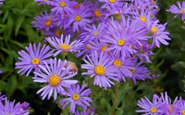 Aster - 'Wood's Purple' Aster 1 gal outdoor