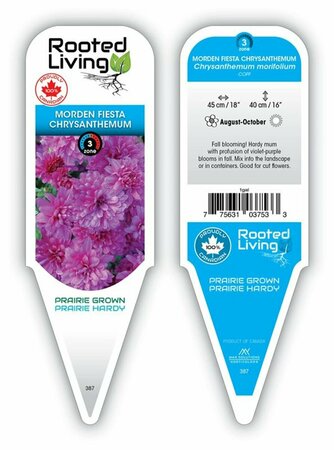 Chrysanthemum mor. - 'Morden Fiesta' Hardy Mum [Pu] 1 gal outdoor