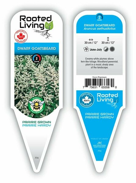 Aruncus aethusifolius - Dwarf Goatsbeard 1 gal outdoor