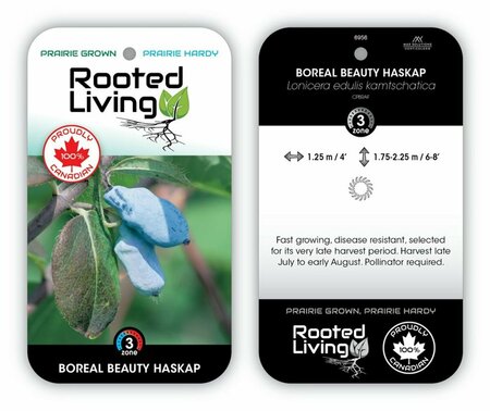 Lonicera - 'Boreal Beauty' Haskap / Honeyberry 1 gal