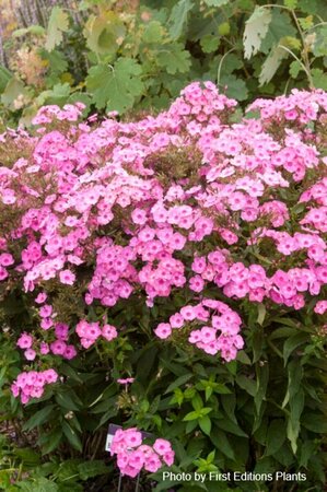 Phlox pan. - 'Cotton Candy'™ (FE) [Light Pink] 1 1/2gal FE