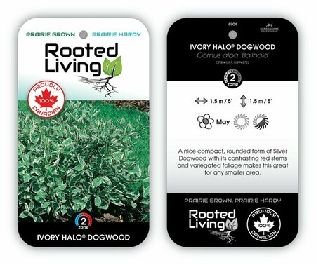 Cornus alba - 'Ivory Halo' Dogwood 2 gal