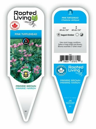 Chelone obliqua - Turtlehead 2 gal outdoor