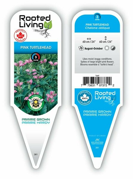 Chelone obliqua - Turtlehead 2 gal outdoor