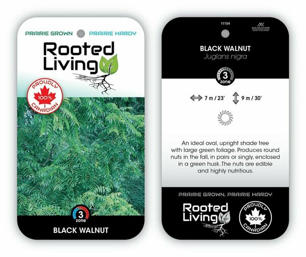 Juglans nigra - Black Walnut 50mm BB 2.00"