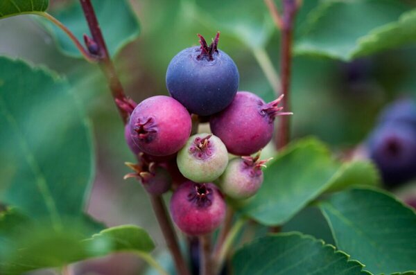 Amelanchier aln. - 'Standing Ovation' Serviceberry (FE) 5 gal FE - image 2