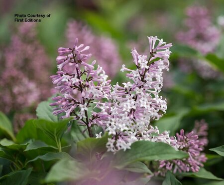 Syringa x 'Jeflady' - 'Little Lady'™ Lilac (FE) 5 gal FE - image 3