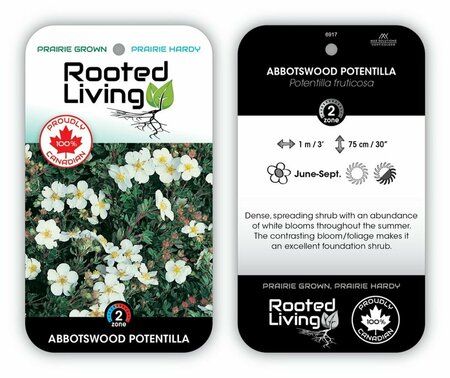 Potentilla - 'Abbotswood' [White] 1 gal