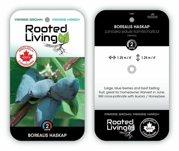 Lonicera - 'Borealis' Haskap / Honeyberry RP38deep