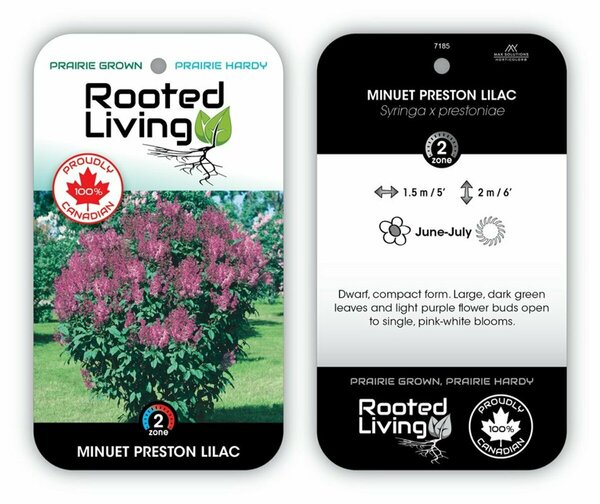 Syringa x pres. - 'Minuet' Lilac 1 gal