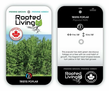 Populus x - 'Tristis' Hybrid Poplar RP21
