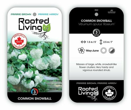 Viburnum opulus 'Roseum' - Common Snowball 2 gal