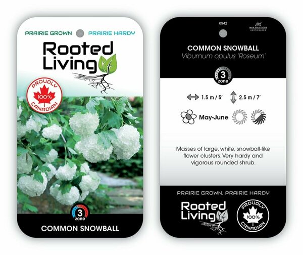 Viburnum opulus 'Roseum' - Common Snowball 2 gal