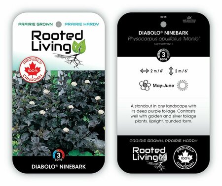 Physocarpus - 'Diabolo' Ninebark 2 gal