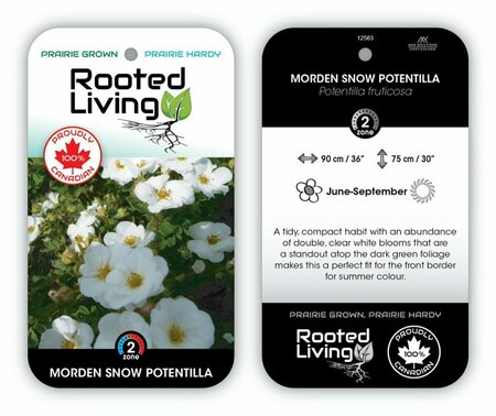 Potentilla - 'Morden Snow' 2 gal