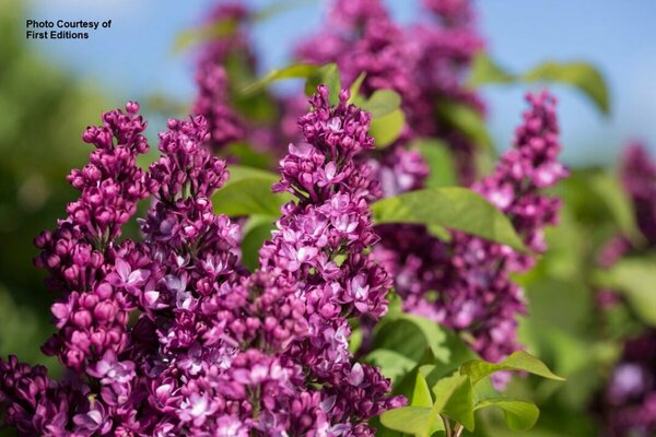 Syringa - 'Virtual Violet'® Lilac (FE) 2 gal FE - image 2