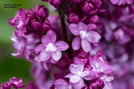 Syringa - 'Virtual Violet'® Lilac (FE) 2 gal FE - image 3