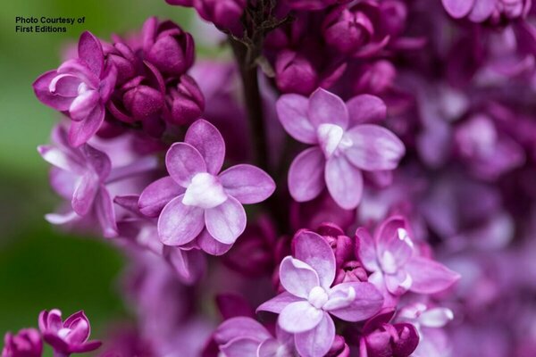 Syringa - 'Virtual Violet'® Lilac (FE) 2 gal FE - image 3