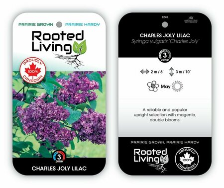 Syringa vulgaris - 'Charles Joly' French Lilac [Magenta] 2 gal