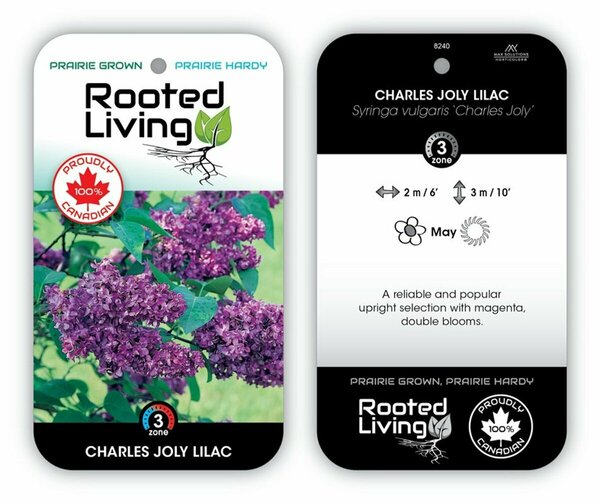 Syringa vulgaris - 'Charles Joly' French Lilac [Magenta] 2 gal