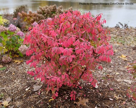 Euonymus 'Fireball Seedless' (PW) 2 gal PW - image 1