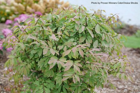 Euonymus 'Fireball Seedless' (PW) 2 gal PW - image 2