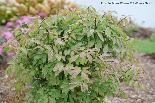 Euonymus 'Fireball Seedless' (PW) 2 gal PW - image 2