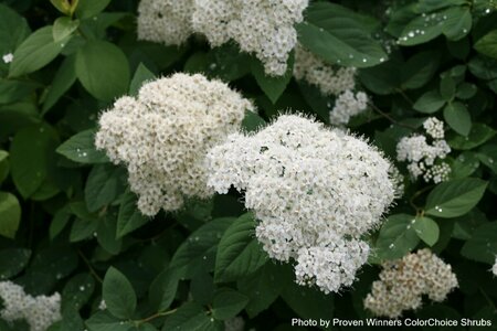 Spiraea jap. - Double Play® 'Blue Kazoo' (PW) 2 gal PW - image 1