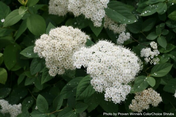 Spiraea jap. - Double Play® 'Blue Kazoo' (PW) 2 gal PW