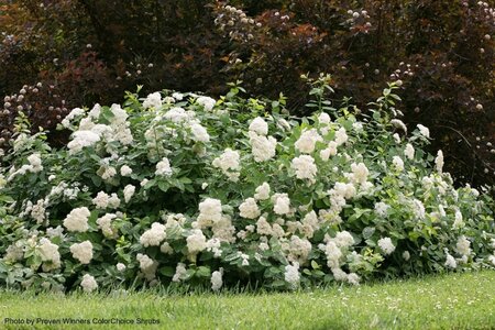 Spiraea jap. - Double Play® 'Blue Kazoo' (PW) 2 gal PW - image 2