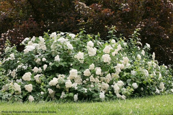 Spiraea jap. - Double Play® 'Blue Kazoo' (PW) 2 gal PW - image 2