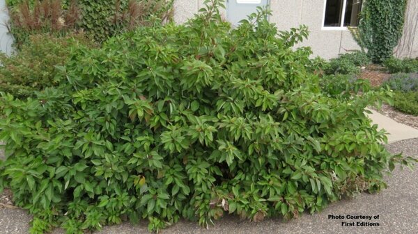 Cornus sericea - 'Firedance'™ Dogwood (FE) 2 gal FE - image 2