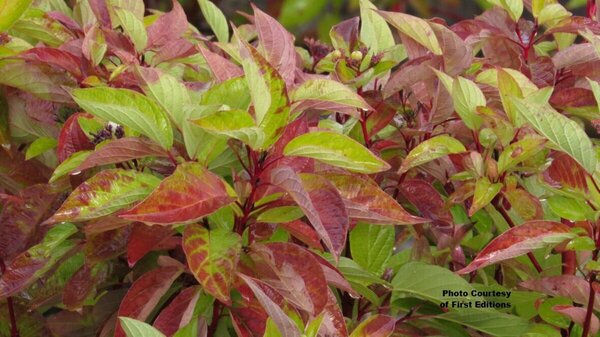 Cornus sericea - 'Firedance'™ Dogwood (FE) 2 gal FE - image 3