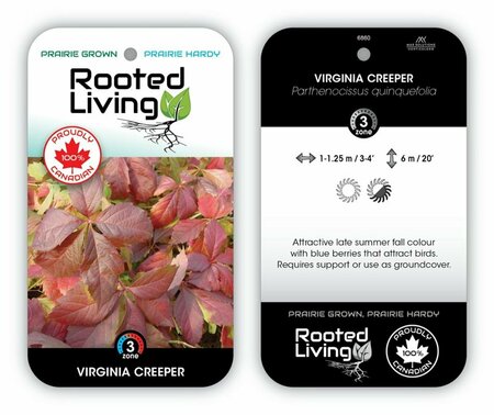 Parthenocissus quin. - Virginia Creeper RP38deep