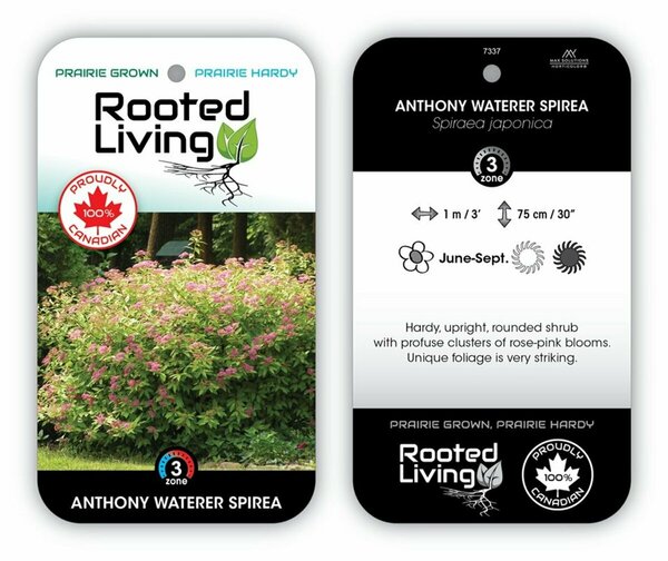 Spiraea jap - 'Anthony Waterer' 11 cm Prem (4.5")