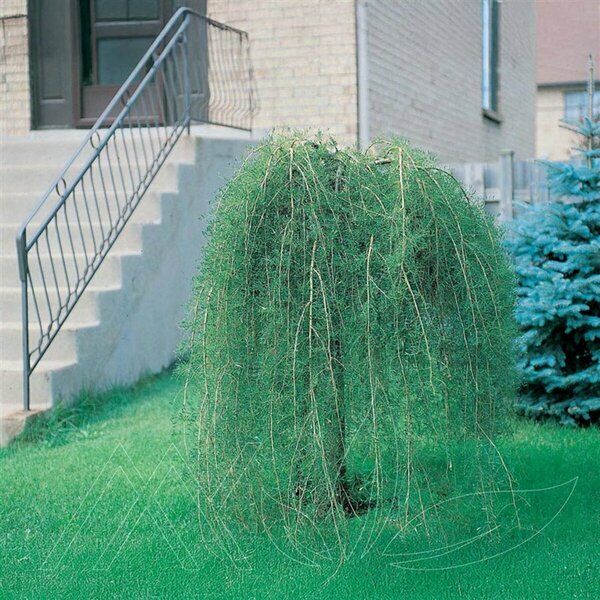 Caragana arb. - 'Walker' 7 gal std - image 2