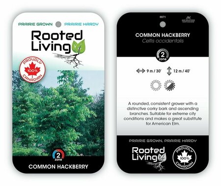 Celtis occidentalis - Common Hackberry 10 gal - image 1