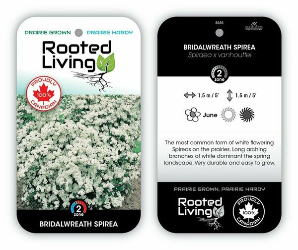 Spiraea vanh. - 'Bridalwreath' 1 gal