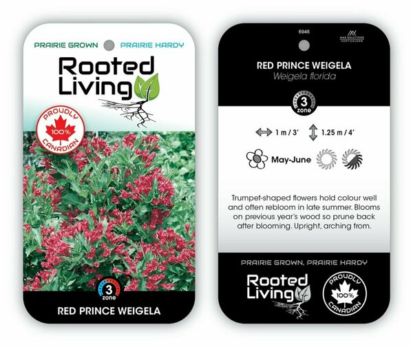 Weigela florida - 'Red Prince' 1 gal