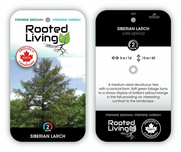 Larix - Siberian Larch 245cm BB / 8'